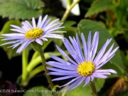 <i>Aster asperulus</i>