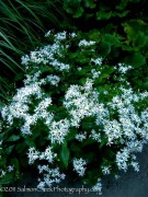 <i>Aster divaricatus</i>