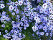 <i>Aster turbinellus</i>