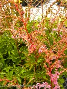 <i>Astilbe</i> ‘Flamingo’