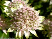 <i>Astrantia major</i> ‘Buckland’