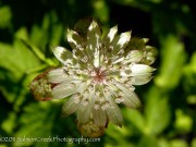 <i>Astrantia major</i> ‘Canneman’