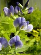 <i>Baptisia</i> x <i>bicolor</i> ‘Starlite’