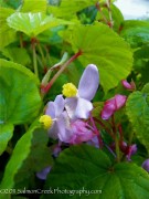 <i>Begonia grandis</i> ‘Heron’s Pirouette’