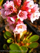 <i>Bergenia</i> ‘Magic Giant’