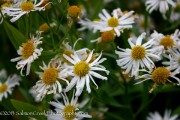 <i>Boltonia asteroides</i> ‘Snowbank’
