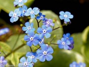 Image of Brunnera macrophylla (snowy blue forget-me-not)