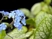 <i>Brunnera macrophylla</i> ‘Jack Frost’