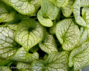 Brunnera macrophylla Jack Frost