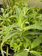 <i>Buddleja davidii</i> ‘White Profusion’