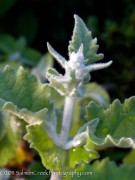 <i>Buddleja crispa</i>