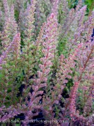 <i>Calluna vulgaris</i> ‘Firefly’