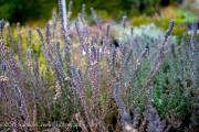 <i>Calluna vulgaris</i> ‘Silver Knight’