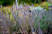 <i>Calluna vulgaris</i> ‘Silver Knight’