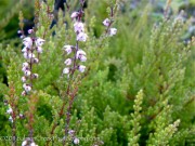 <i>Calluna vulgaris</i> ‘Spring Torch’