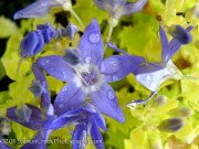 <i>Campanula garganica</i> ‘Dickson’s Gold’
