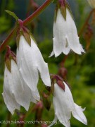 <i>Campanula alliariifolia</i>