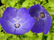 <i>Campanula carpatica</i> var. <i>turbinata</i>