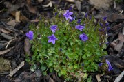 <i>Campanula portenschlagiana</i>