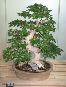 <i>Carpinus coreana</i>