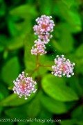 <i>Ceanothus</i> x <i>pallidus</i> ‘Marie Simon’