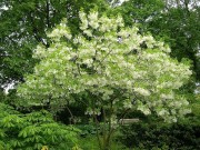<i>Chionanthus virginicus</i>