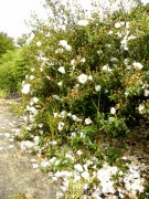 <i>Cistus ladanifer</i> var. <i>petiolatus</i> ‘Bennett’s White’