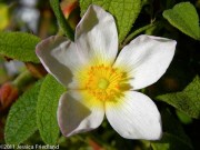 <i>Cistus</i> x <i>pauranthus</i> ‘Natacha’