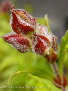 <i>Cistus</i> x <i>oblongifolius</i>