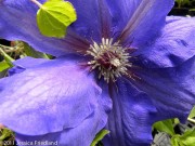 Clematis Danielle