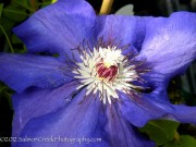 <i>Clematis</i> ‘Danielle’