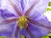 <i>Clematis</i> ‘General Sikorski’