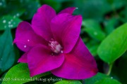 <i>Clematis</i> ‘Kilian Donahue’