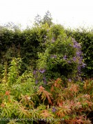 <i>Clematis viticella</i> ‘Polish Spirit’