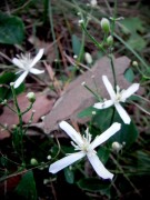 <i>Clematis terniflora</i>