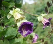 <i>Cobaea scandens</i>