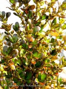<i>Coprosma</i> ‘Roy’s Red’