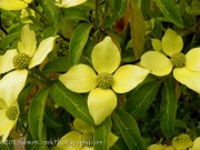 <i>Cornus capitata</i>