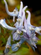 <i>Corydalis flexuosa</i> ‘Pere David’