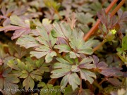 <i>Corydalis flexuosa</i> ‘Purple Leaf’