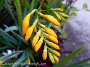 Crocosmia Walberton Yellow