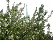 <i>Davidia involucrata</i>