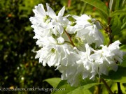 <i>Deutzia</i> x <i>magnifica</i>