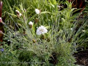 <i>Dianthus</i> ‘Bridal Veil’