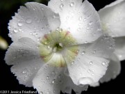 <i>Dianthus</i> ‘Charles Musgrave’