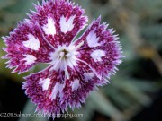 <i>Dianthus</i> ‘Nancy Lindsay’