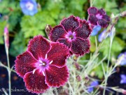 <i>Dianthus</i> ‘Unique’