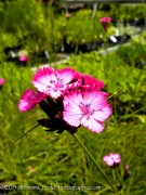 <i>Dianthus carthusianorum</i>