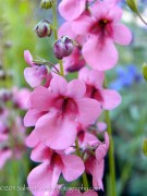 <i>Diascia integerrima</i> ‘Pink Adobe’