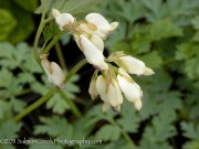 <i>Dicentra</i> ‘Margery Fish’